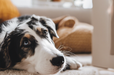 How to Introduce a New Pet to Your Home: A Stress-Free Guide