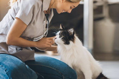 The Importance of Regular Vet Check-ups: Preventing Pet Health Issues